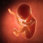 Младенцы в утробе могут видеть больше, чем мы думали