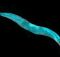 Некоторое напряжение в молодости продлевает продолжительность жизни, показывают исследования круглых червей