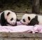 Почему гигантские панды рождаются такими маленькими?