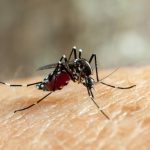 Комары созданы для отражения вируса денге