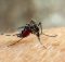 Комары созданы для отражения вируса денге