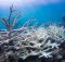 Потепление кислых океанов может почти уничтожить места обитания коралловых рифов к 2100 году