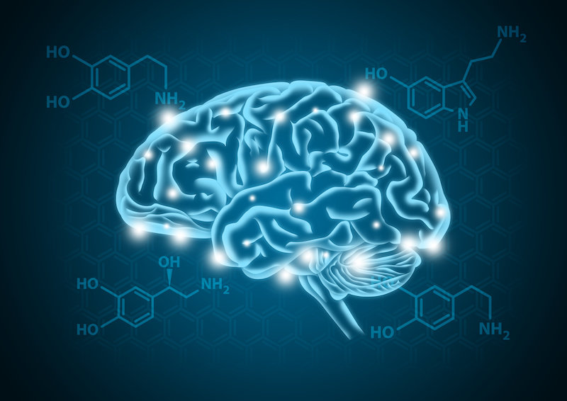 Как дофамин управляет мозговой активностью