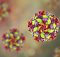 «Дизайнерский вирус» - первая новая оральная полиовакцина за последние 50 лет