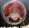 Голым кротовым крысам нужен углекислый газ, чтобы избежать приступов, и вот почему