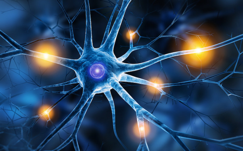 Ученые регенерируют нейроны у мышей с повреждением спинного мозга и повреждением зрительного нерва