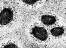 Мутации в SARS-CoV-2 дают представление об эволюции вируса