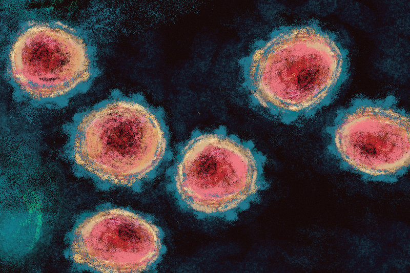 Эволюция пандемического коронавируса очерчивает путь от животных к человеку