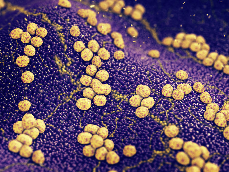 «Отравленная стрела» уничтожает бактерии, устойчивые к антибиотикам