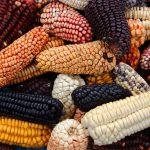 Исследователи документируют первое использование кукурузы в Мезоамерике