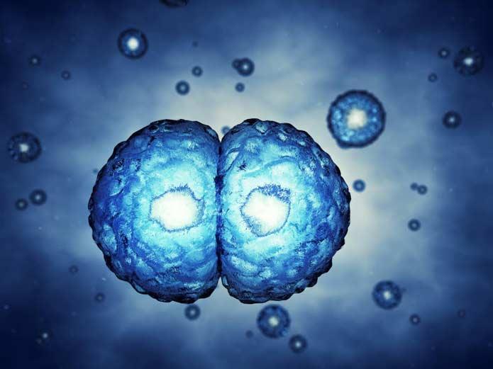 Процесс самоедания стволовых клеток может быть ключом к новой регенеративной терапии