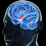 Два различных контура приводят к торможению сенсорного таламуса мозга