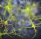 Единовременное лечение генерирует новые нейроны, устраняет болезнь Паркинсона у мышей