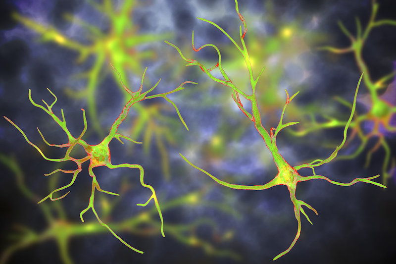 Единовременное лечение генерирует новые нейроны, устраняет болезнь Паркинсона у мышей