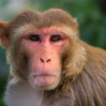 Люди и обезьяны демонстрируют сходные модели мышления