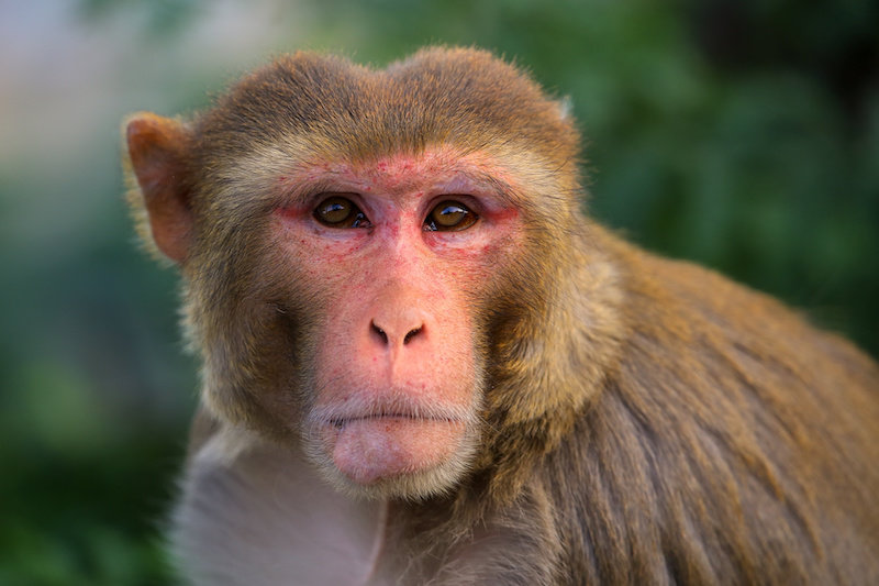 Люди и обезьяны демонстрируют сходные модели мышления