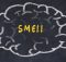 Обнюхивать запах: как мозг организует информацию об запахах
