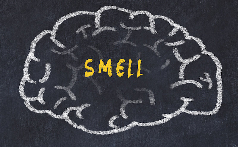 Обнюхивать запах: как мозг организует информацию об запахах