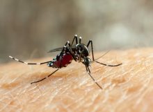 Исследователи превращают самок комаров в не кусающих самцов для борьбы с комарами