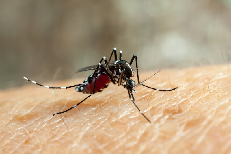 Исследователи превращают самок комаров в не кусающих самцов для борьбы с комарами