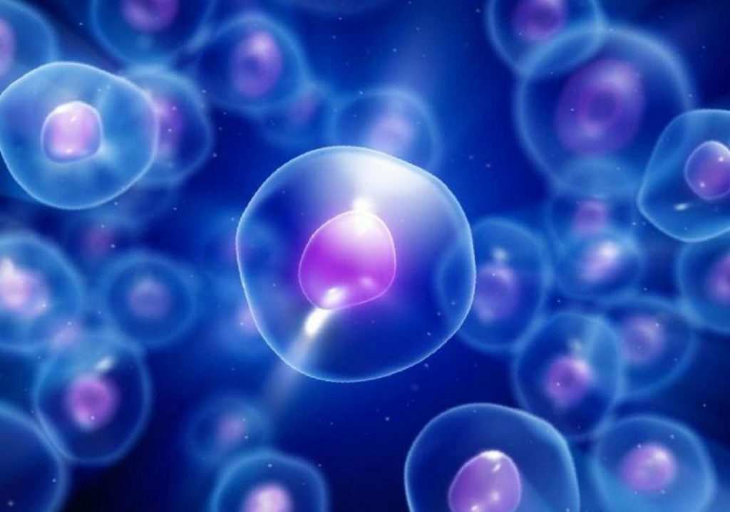 Биологи проливают свет на то, как клетки перемещают ресурсы