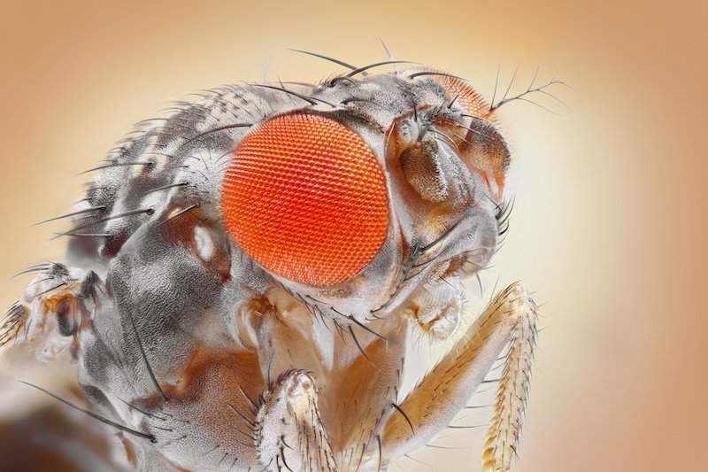 Оптические иллюзии в глазах мухи