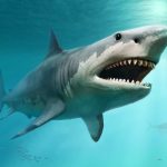 Истинный размер доисторической мега-акулы наконец-то раскрыт