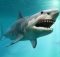 Истинный размер доисторической мега-акулы наконец-то раскрыт