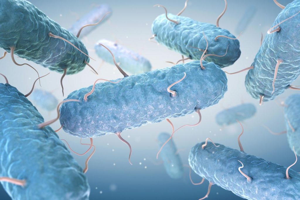 Бактерии E. coli предлагают путь к улучшению фотосинтеза