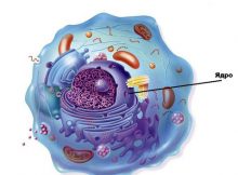 Механизм, заставляющий ядра клеток расти
