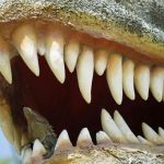 Исследование зубов динозавров доказало, что гигантский хищный динозавр жил в воде
