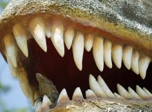 Исследование зубов динозавров доказало, что гигантский хищный динозавр жил в воде