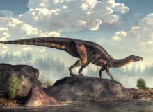 Детские динозавры были "маленькими взрослыми"