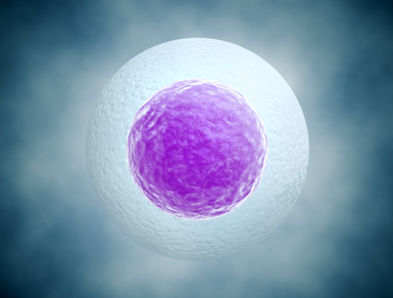 Исследование показывает, как яйцеклетки становятся такими большими