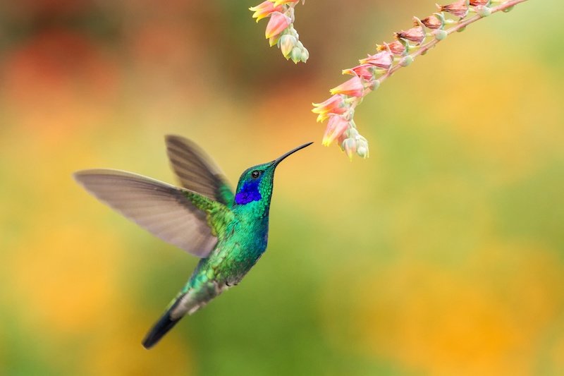 Как жужжат колибри