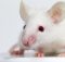 Мыши с галлюцинационным поведением раскрывают суть психотического заболевания