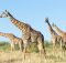 Исследование показало, что жирафы столь же сложны в социальном плане, как и слоны