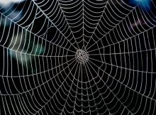 Тайны паутины пауков раскрыты