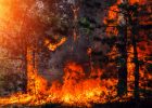 Участившиеся лесные пожары связаны с изменением климата по вине человека