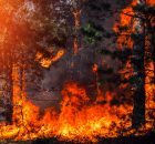Участившиеся лесные пожары связаны с изменением климата по вине человека