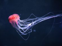 Стрекательные клетки медуз дают ключ к разгадке биоразнообразия