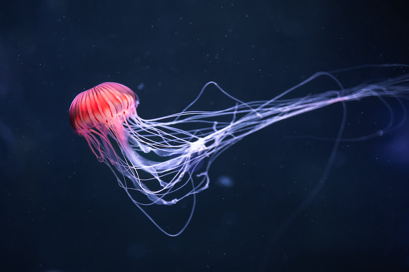 Стрекательные клетки медуз дают ключ к разгадке биоразнообразия