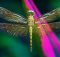 Стрекозы используют зрение и тонкое управление крыльями, чтобы выпрямиться и лететь правильно