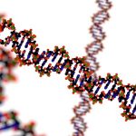 Подход к редактированию генов CRISPR-Cas9 может изменить социальное поведение животных