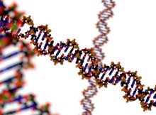 Подход к редактированию генов CRISPR-Cas9 может изменить социальное поведение животных