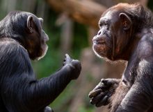 Шимпанзе комбинируют крики, образуя многочисленные вокальные последовательности