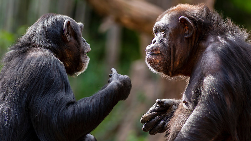 Шимпанзе комбинируют крики, образуя многочисленные вокальные последовательности