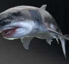Большие белые акулы, возможно, способствовали вымиранию мегалодонов
