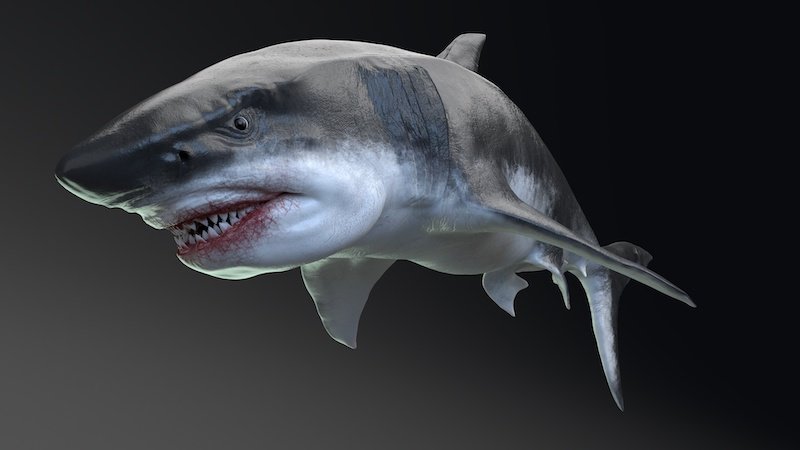 Большие белые акулы, возможно, способствовали вымиранию мегалодонов