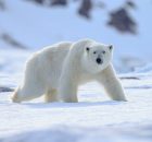 Как формируются виды: что говорит нам запутанная история взаимоотношений белого и бурого медведей